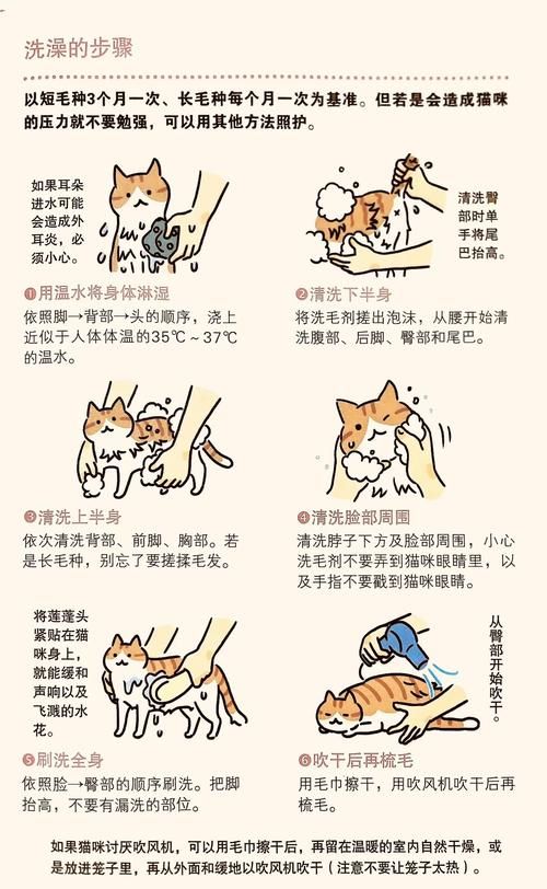 宠物猫日常护理小常识教案：猫猫护理日常