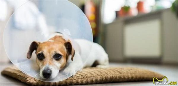 养了这么多年的狗，才知道犬受伤应当这样处置