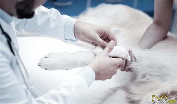养了这么多年的狗，才知道犬受伤应当这样处置