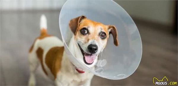 养了这么多年的狗，才知道犬受伤应当这样处置