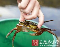 宠物狗吃螃蟹过敏?调整饮食是关键。