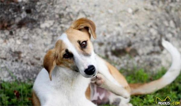 家里乱遭遭，也可能会让犬过敏！细说狗狗常见的4大过敏原
