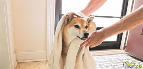 家里乱遭遭，也可能会让犬过敏！细说狗狗常见的4大过敏原