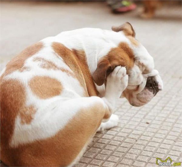 家里乱遭遭，也可能会让犬过敏！细说狗狗常见的4大过敏原