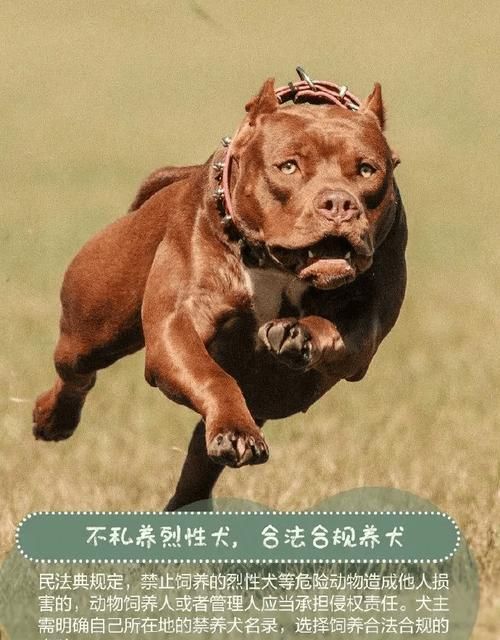 了解狗狗，让它们成为最好的伙伴（以宠物为主，从饲养到训练全方位解读狗狗知识）