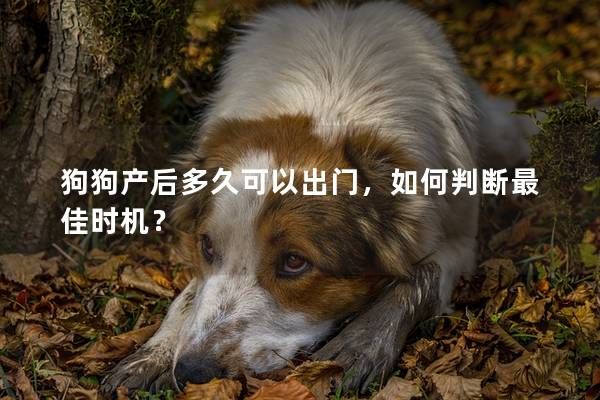 狗狗产后多久可以出门,如何判断最佳时机?