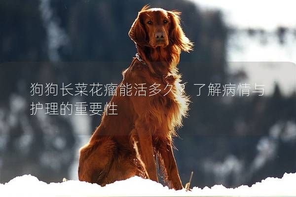 狗狗长菜花瘤能活多久?了解病情与护理的重要性