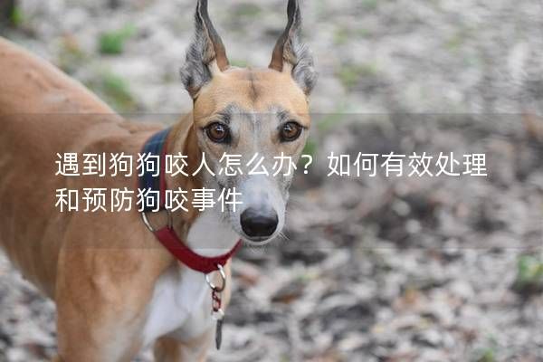 遇到狗狗咬人怎么办?如何有效处理和预防狗咬事件