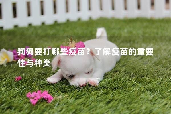 狗狗要打哪些疫苗?了解疫苗的重要性与种类