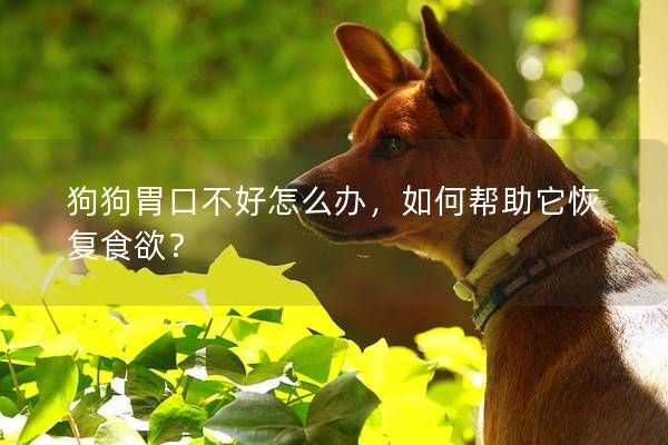 狗狗胃口不好怎么办,如何帮助它恢复食欲?