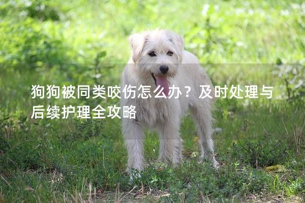 狗狗被同类咬伤怎么办?及时处理与后续护理全攻略