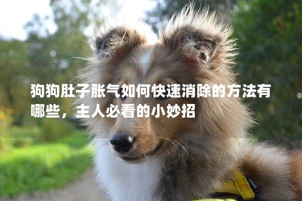 狗狗肚子胀气如何快速消除的方法有哪些,主人必看的小妙招