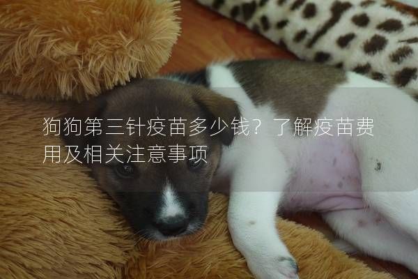 狗狗第三针疫苗多少钱?了解疫苗费用及相关注意事项