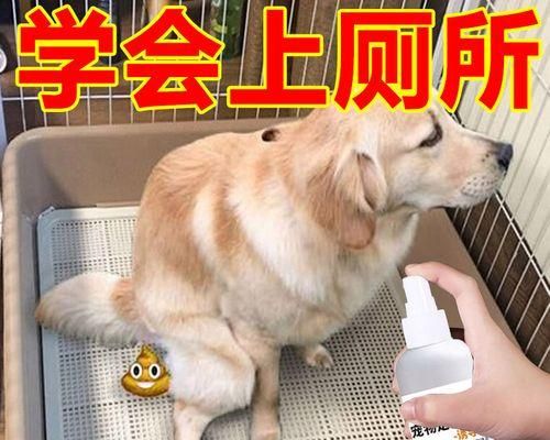 培养快乐宠物，从幼犬训练开始（15个训练技巧助你打造听话、亲近的宠物）