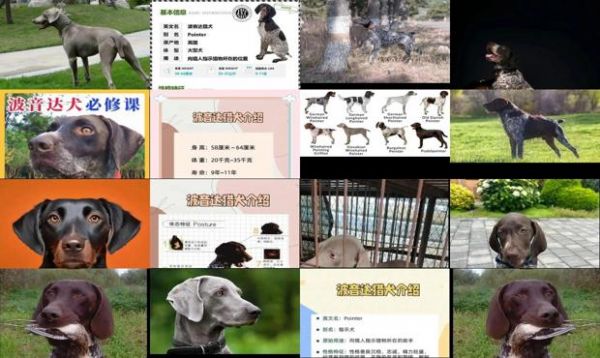 波音达猎犬和威玛猎犬哪个好