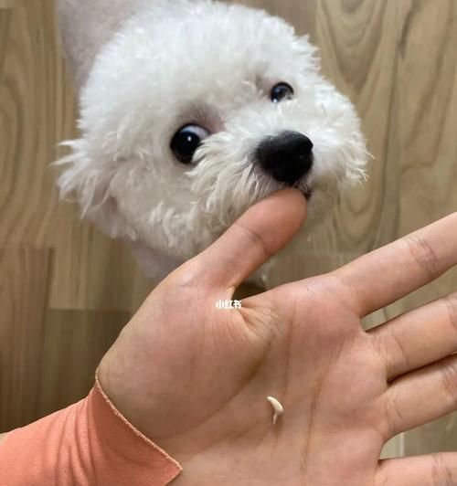 狗乳牙什么时候长齐？狗狗换牙期的护理要点是什么？