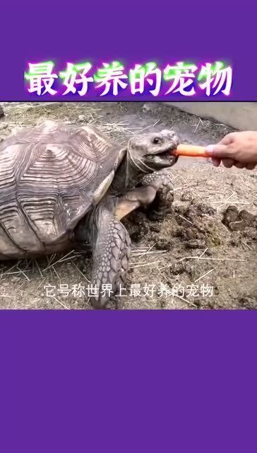 金线龟：长寿宠物，陪伴一生