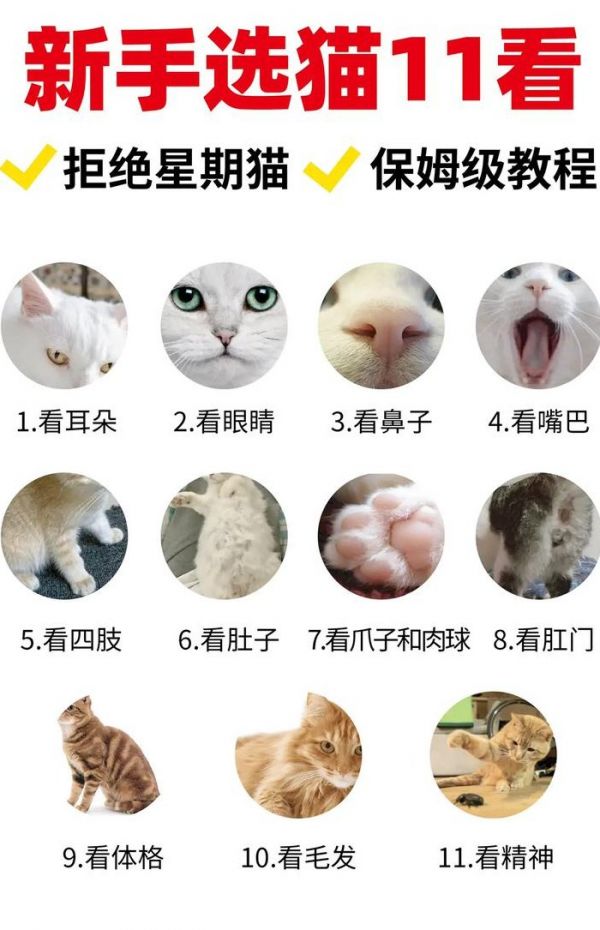 买猫要注意什么（买猫要注意什么细节）