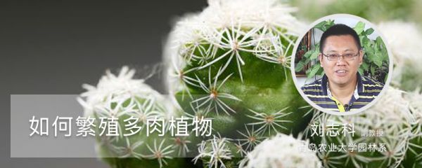 如何繁殖多肉植物