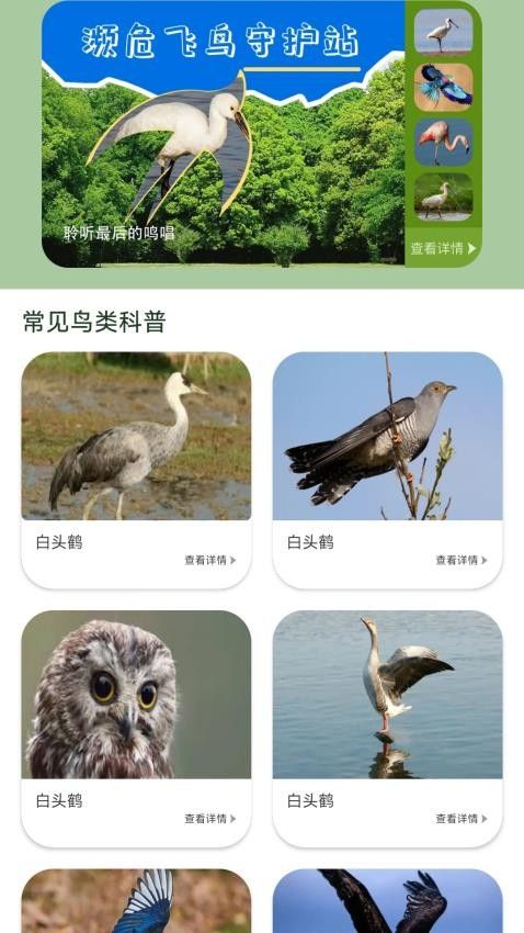 鸟语星球截图1