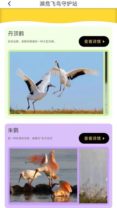 鸟语星球截图2
