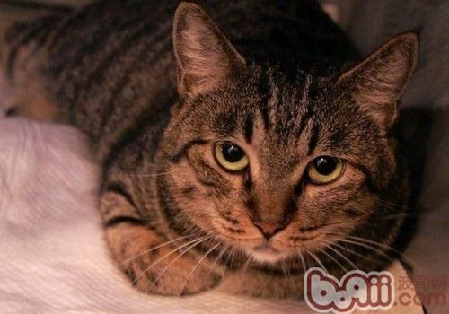 最适合<a href=/zhonglei/mao/ target=_blank class=infotextkey>猫</a>咪的生活环境