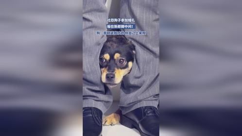 社恐狗子参加婚礼，躲在新郎脚中间！
