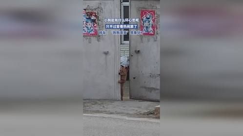小狗能有什么坏心思呢，只不过爱看热闹罢了