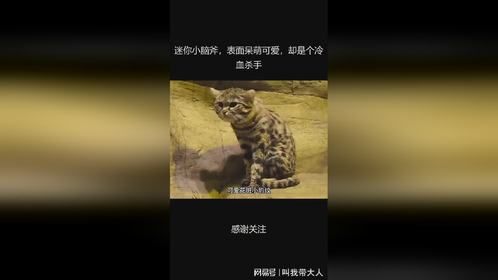 迷你小脑斧，表面呆萌可爱，却是个冷血杀手