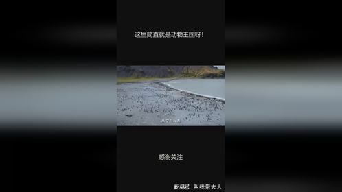 这里简直就是动物王国呀！