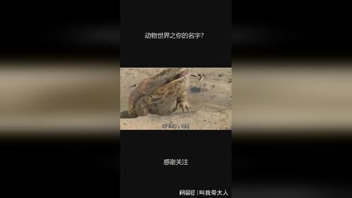 动物世界之你的名字？