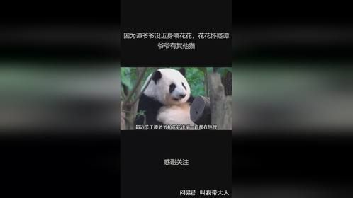 因为谭爷爷没近身喂花花，花花怀疑谭爷爷有其他猫