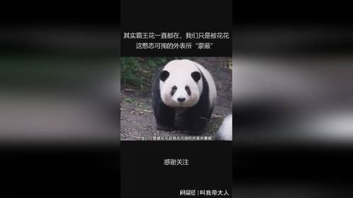 其实霸王花一直都在，我们只是被花花这憨态可掬的外表所“蒙蔽”