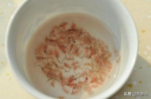 水族观赏鱼市场上那么多“丰年虾”系列的饲料，用这3种就可以了