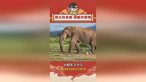 大象什么都懂，只是无法用人类的语言表达