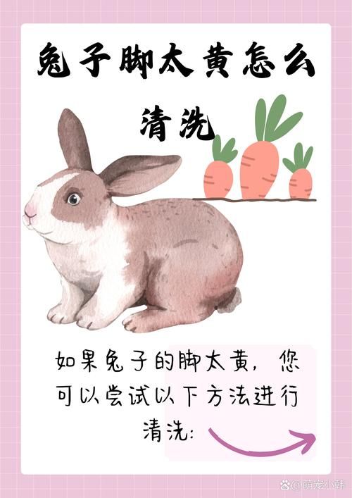 宠物兔需不需要洗澡消毒-宠物兔需不需要洗澡消毒呢