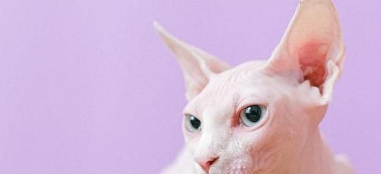 宠物猫打喷嚏拉稀怎么办（细心照顾宠物猫的健康）