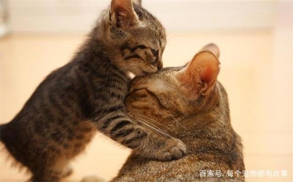 母猫有时候会主动放弃较弱的小奶猫，这样的选择是无奈的现实
