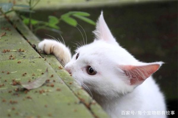 母猫有时候会主动放弃较弱的小奶猫，这样的选择是无奈的现实