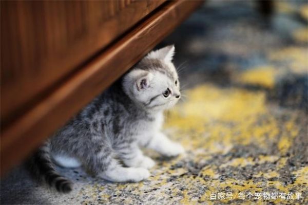 母猫有时候会主动放弃较弱的小奶猫，这样的选择是无奈的现实