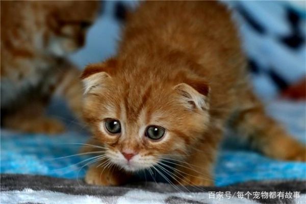 母猫有时候会主动放弃较弱的小奶猫，这样的选择是无奈的现实