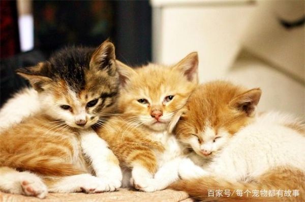 母猫有时候会主动放弃较弱的小奶猫，这样的选择是无奈的现实
