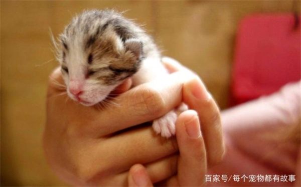 母猫有时候会主动放弃较弱的小奶猫，这样的选择是无奈的现实