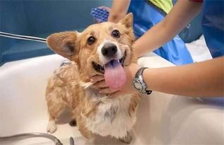 给狗洗澡的地方叫什么