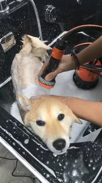 开个宠物洗澡点要什么条件