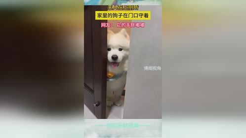 主人在上厕所，家里的狗子在门口守着，网友： 它的手胖嘟嘟。