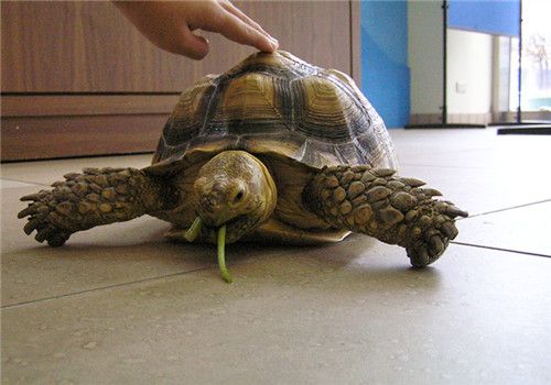 关于常见的陆龟食物