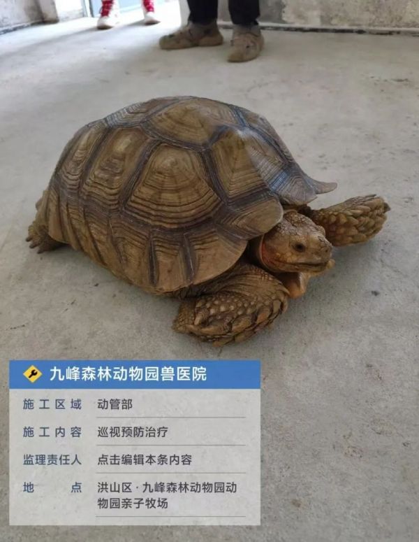 陆龟在武汉过斑马线？九峰动物园：非园区出逃动物