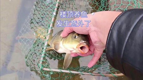 养鱼日记:宠物鱼生活点滴