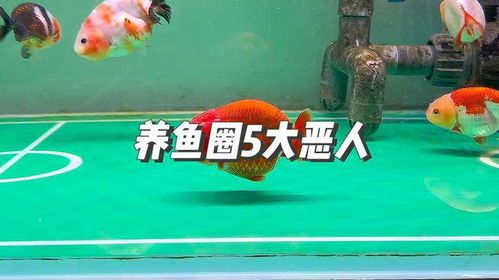 “养鱼小趣,水族箱宠物日记”